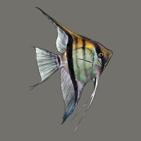 Angelfish Premium Hoodie | Teevron