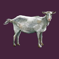 Saanen Goat Premium Tee | Teevron