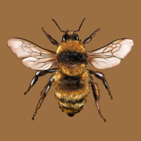 Bee Vintage Tee | Teevron