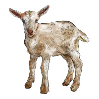 Baby Saanen Goat | Teevron