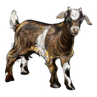 Baby Tennessee Fainting Goat | Teevron