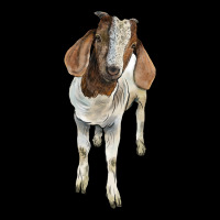 Boer Goat Premium Tee | Teevron