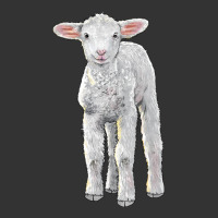 merino wool baby sheep | Teevron
