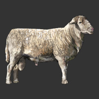 katahdin sheep | Teevron