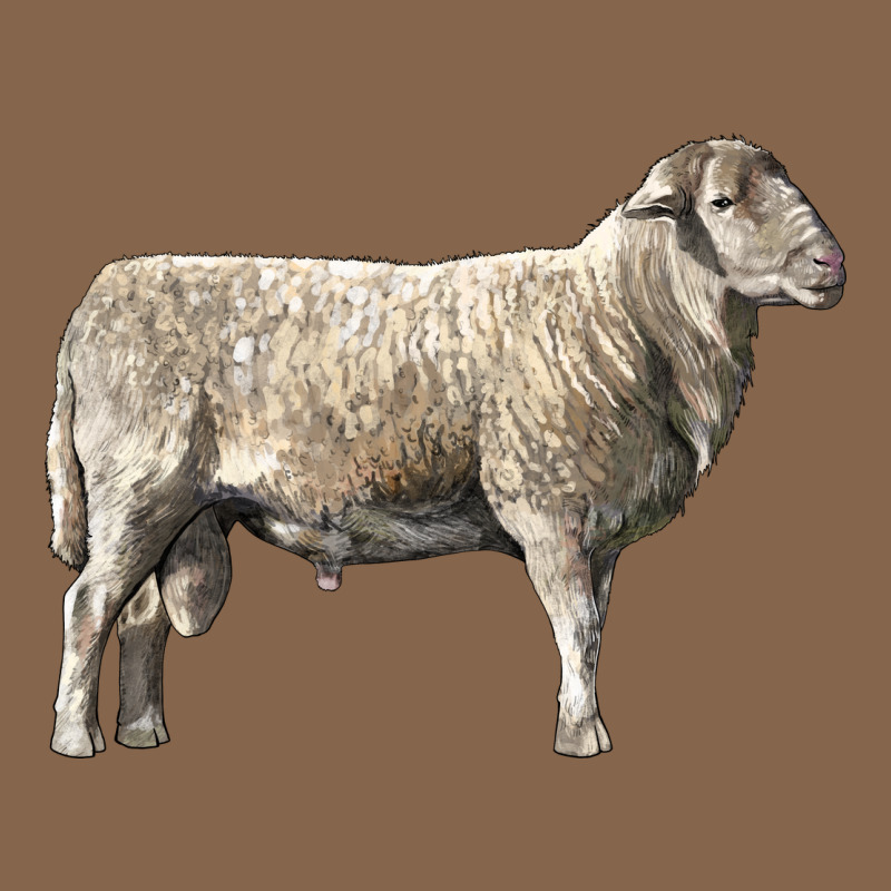 Katahdin Sheep Premium Tee by LillyAllenDesigns | Teevron
