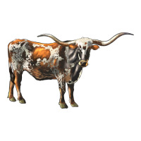 Texas Longhorn Cow | Teevron