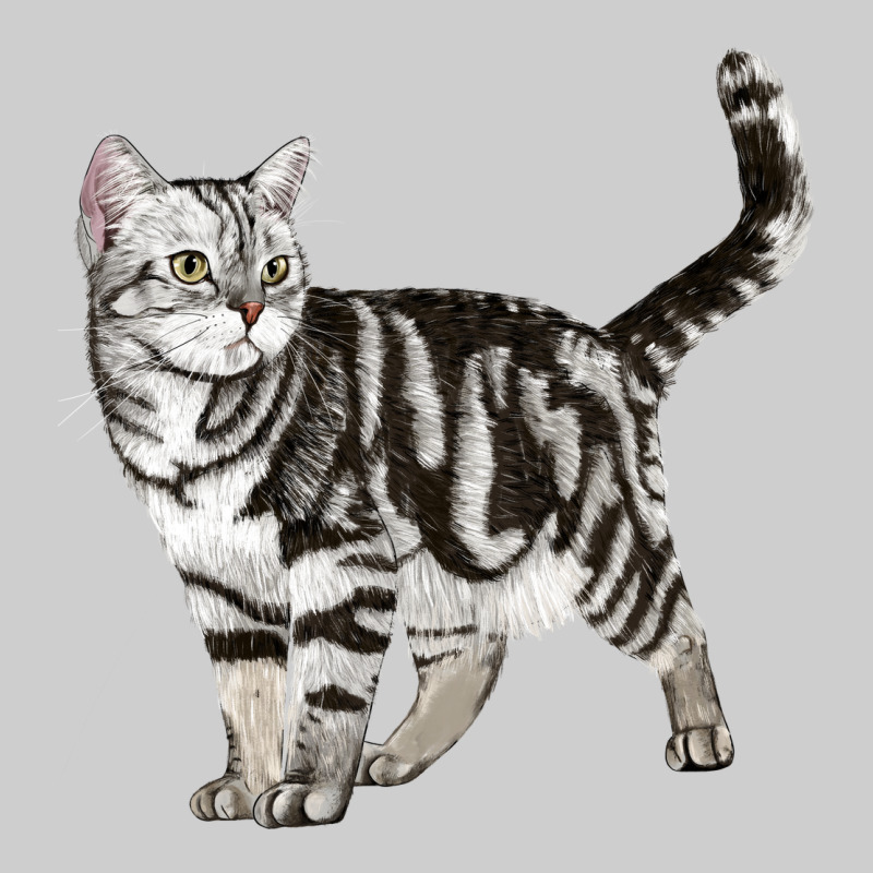 American Shorthair Cat Premium Tee by LillyAllenDesigns | Teevron