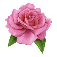 Perfume Delight Rose | Teevron