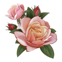 State Of Grace Rose | Teevron