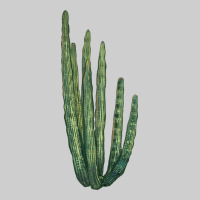 Organ Pipe Cactus Premium Tee | Teevron