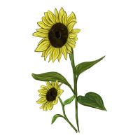 Buttercream Sunflower | Teevron