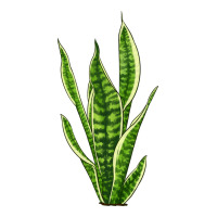 snake plant | Teevron
