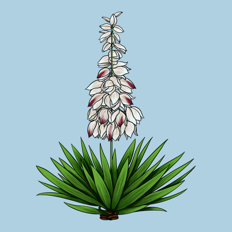 Yucca Flower Iiiustrations Premium Hoodie by LillyAllenDesigns | Teevron