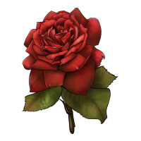Oklahoma Rose Illustrations | Teevron