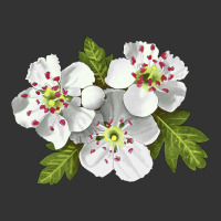 Hawthorn Flower Illustrations | Teevron