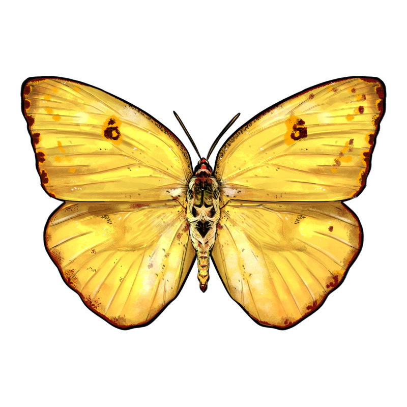 Cloudless Sulphur Butterfly Premium Tee by LillyAllenDesigns | Teevron