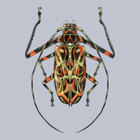 Acrocinus Beetle Illustrations Premium Hoodie | Teevron