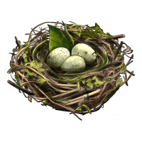 Bird Nest With Eggs | Teevron