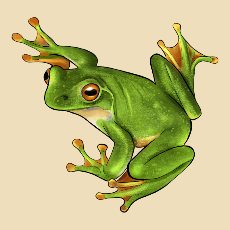 White Lipped Tree Frog Illustrations Premium Hoodie by LillyAllenDesigns | Teevron
