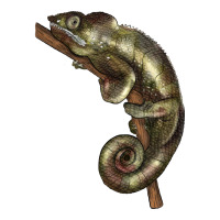 Green Chameleon Lizard Illustrations | Teevron
