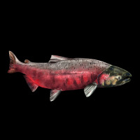 Chinook Salmon Fish Illustrations Heavy Core Tee | Teevron
