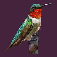 Ruby Throated Hummingbird Bird Premium Tee | Teevron
