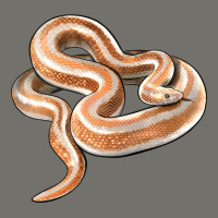 Rosy Boa Snake Illustrations Premium Hoodie | Teevron