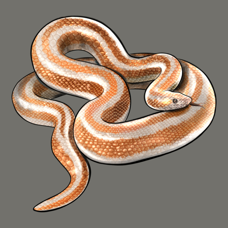 Rosy Boa Snake Illustrations Premium Hoodie by LillyAllenDesigns | Teevron