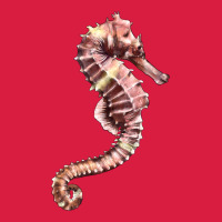 Pink Seahorse Premium Hoodie | Teevron