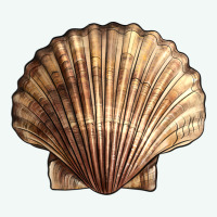 Japanese Scallop Shell Premium Hoodie | Teevron