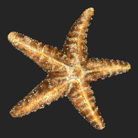 Starfish Premium Hoodie | Teevron