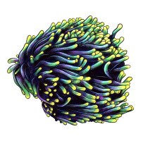 Sea Coral | Teevron