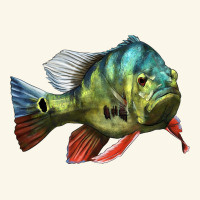 Peacock Bass Illustrations Premium Hoodie | Teevron