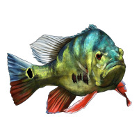 Peacock Bass Illustrations | Teevron