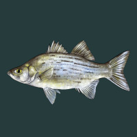White Bass Fish Illustrations Premium Hoodie | Teevron
