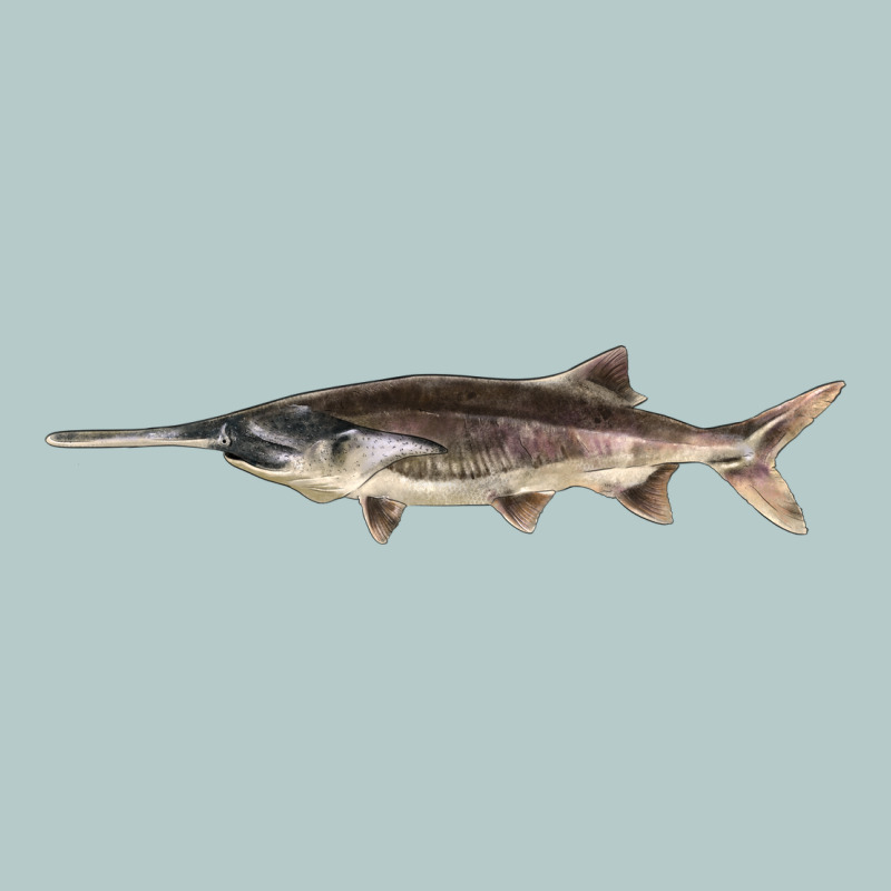 Paddlefish Illustrations, Heavy Core Tee by LillyAllenDesigns | Teevron