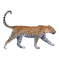 leopard | Teevron