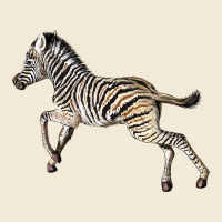 Baby Zebra Premium Hoodie | Teevron