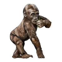 Baby Gorilla | Teevron