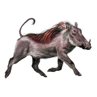 Warthog Illustrations | Teevron