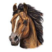 quarter horse portrait | Teevron