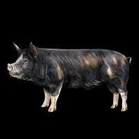 Berkshire Pig Urban Hoodie | Teevron