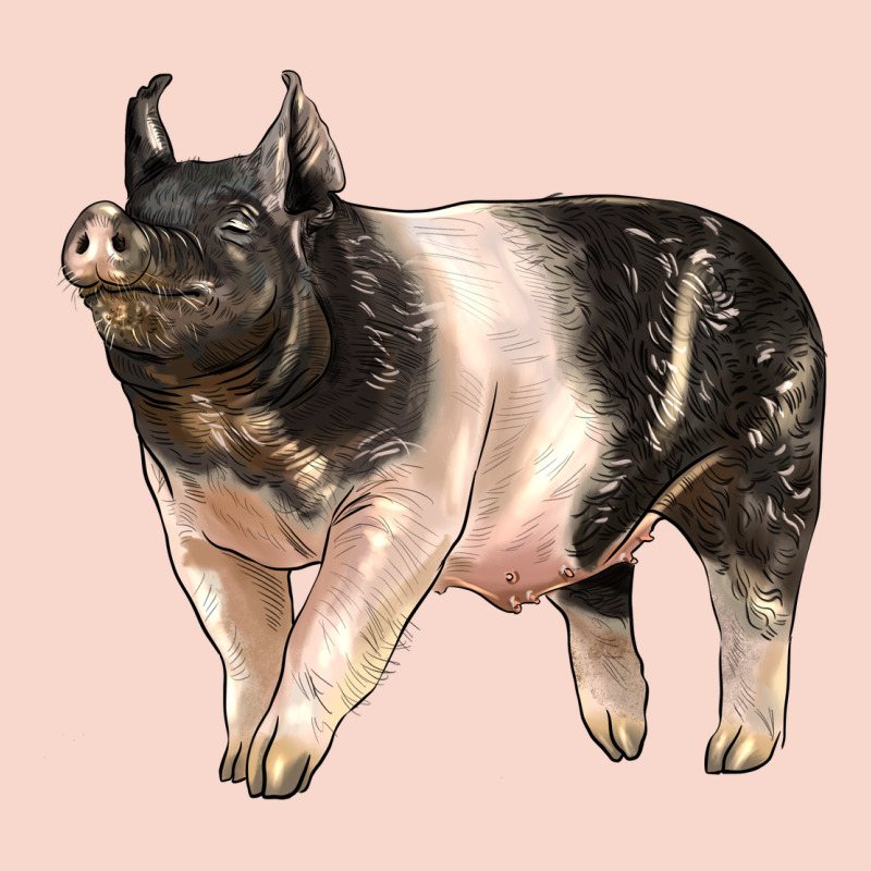 Hampshire Pig Urban Hoodie by LillyAllenDesigns | Teevron