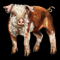 Baby Hereford Pig Urban Hoodie | Teevron