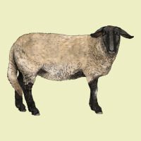 Suffolk Sheep Urban Hoodie | Teevron