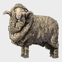 Merino Wool Sheep Urban Hoodie | Teevron