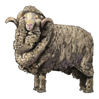 merino wool sheep | Teevron