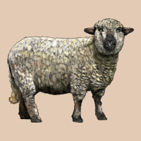 Hampshire Sheep Urban Hoodie | Teevron