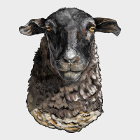 Dorper Sheep Head Urban Hoodie | Teevron