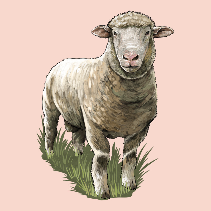 Dorset Sheep Urban Hoodie by LillyAllenDesigns | Teevron